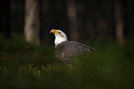 Weisskopfseeadler ( Haliaeetus leucocephalus ) im Lichtspot sur wunderbare Erde