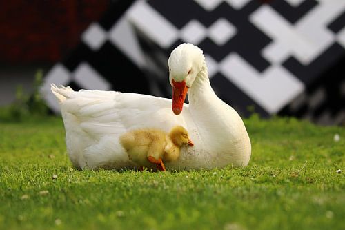 moeder gans met jong