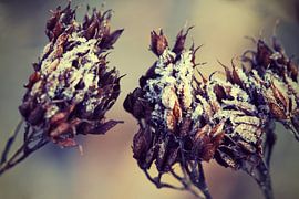 Im Winter by Malte Pott