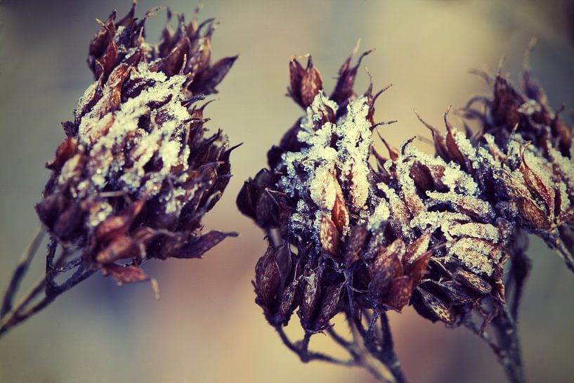 Im Winter par Malte Pott