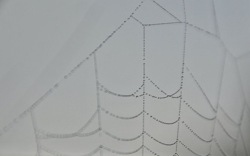 spinnenweb in mist met dauw von eric brouwer