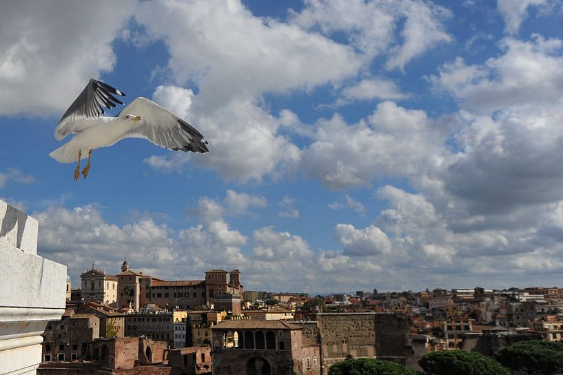 meeuw boven Rome. van Tilly Meijer