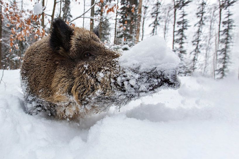 Wild boar in winter by Dieter Meyrl