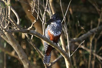 ijsvogel Zuid afrika sur Jeroen Meeuwsen