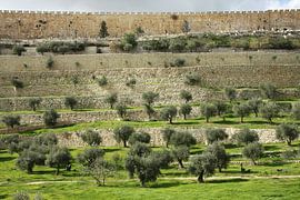Temple Mount, Jerusalem Israel, ancient walls, green grass, olive trees by Michael Semenov