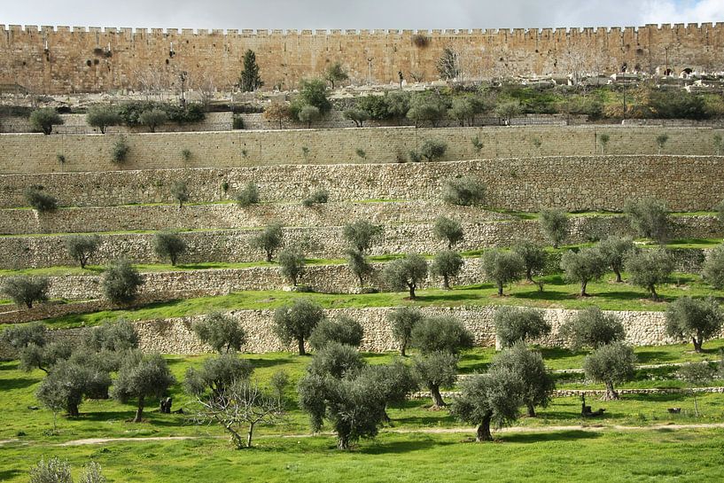 Mont du Temple, Jérusalem Israël, murs anciens, herbe verte, oliviers par Michael Semenov