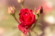 rote Rose von Tania Perneel Miniaturansicht