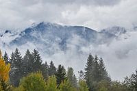 bergen in de wolken met bos op voorgrond