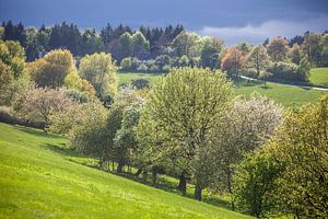 Frühlingsbäume im Taunus bei Engenhahn van Christian Müringer