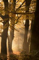 herfst