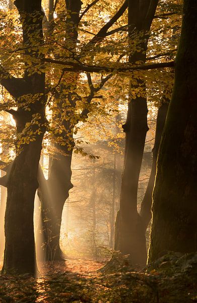 herfst van Remco loeffen