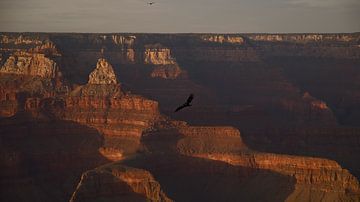 Grand Canyon mit Condor von Bart van Wijk Grobben