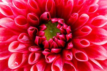 Fleur de dahlia rouge