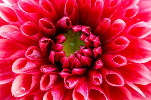 Rote Dahlienblüte von Danielle Kramer