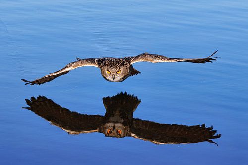 Oehoe met reflectie in het water