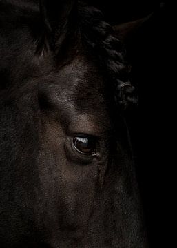 Portret fine art Fries paard