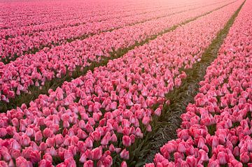 Eindeloos tulpen veld van Dirk-Jan Steehouwer