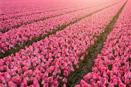 Eindeloos tulpen veld
