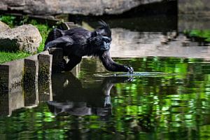 Schopfmakake berührt das Wasser