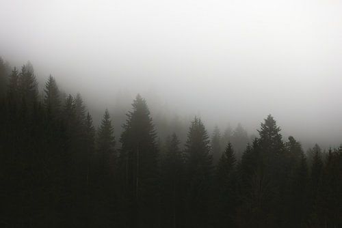 Mysterieus donker bos in de mist | landschapsfotografie | moody