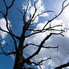 Silhouette eines Baumes in der Veluwe von Anita Visschers