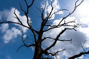 Silhouet van boom in de Veluwe