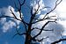 Silhouette d'un arbre dans le Veluwe sur Anita Visschers
