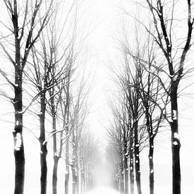 Bäume im Winter von Richard Mijnten