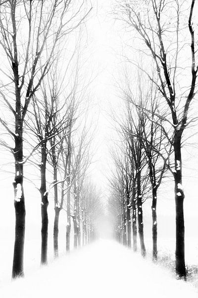 arbres en hiver par Richard Mijnten