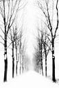 Boslaan in de winter van Richard Mijnten thumbnail