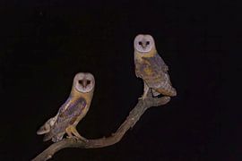 Barn Owls by Ina Hendriks-Schaafsma