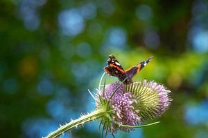 Roter Admiral auf Teesel