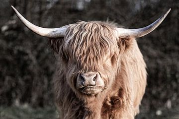 Portret van een Schotse Highland cowboy van Jan Schuler