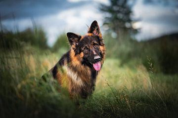Deutscher Schäferhund in Irland von Thymen van Schaik