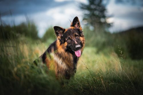 Berger allemand en Irlande