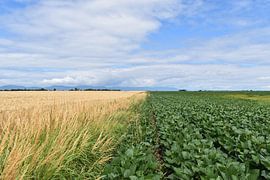Felder in Kultur im Sommer von Claude Laprise