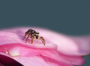 Spinne auf Rose