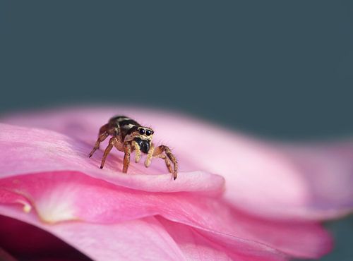 Spinnetje op roze Roos