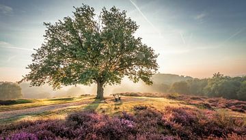 Bright sunrise behind a tree on the purple heath by Michel Seelen