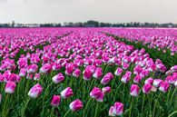 Dutch tulip field by Marc Smits thumbnail