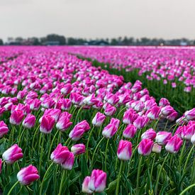 Dutch tulip field
