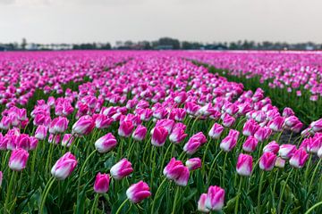 Holländisches Tulpenfeld von Marc Smits