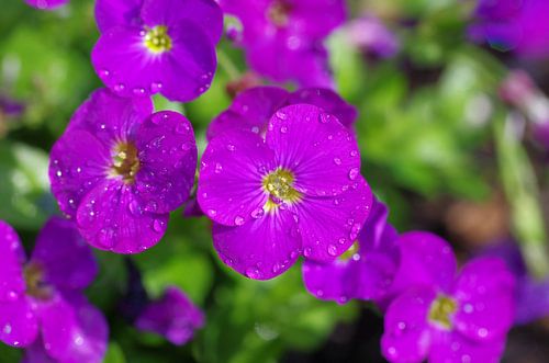 Roze bloemen met regendruppels