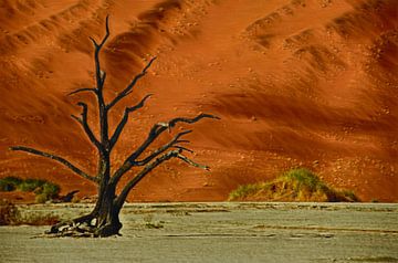 Boomskelet voor rode zandduin (Namibië Sossusvlei fotoschilderij) van images4nature by Eckart Mayer Photography