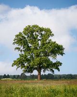 Frühlingsbaum in Hattem unter holländischem Himmel