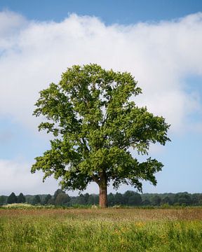Lenteboom in Hattem onder Hollandse lucht van Marcel van Oene