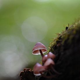 Bokeh paddenstoeltjes van Patricia van Nes