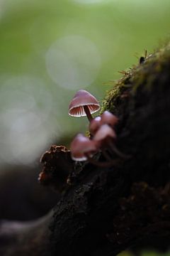 Bokeh paddenstoeltjes van Patricia van Nes