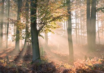 Éveil de la forêt dorée