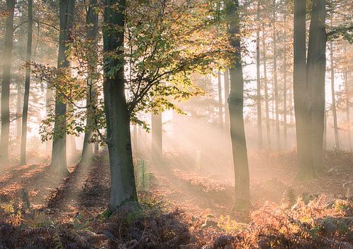 Erwachen des goldenen Waldes